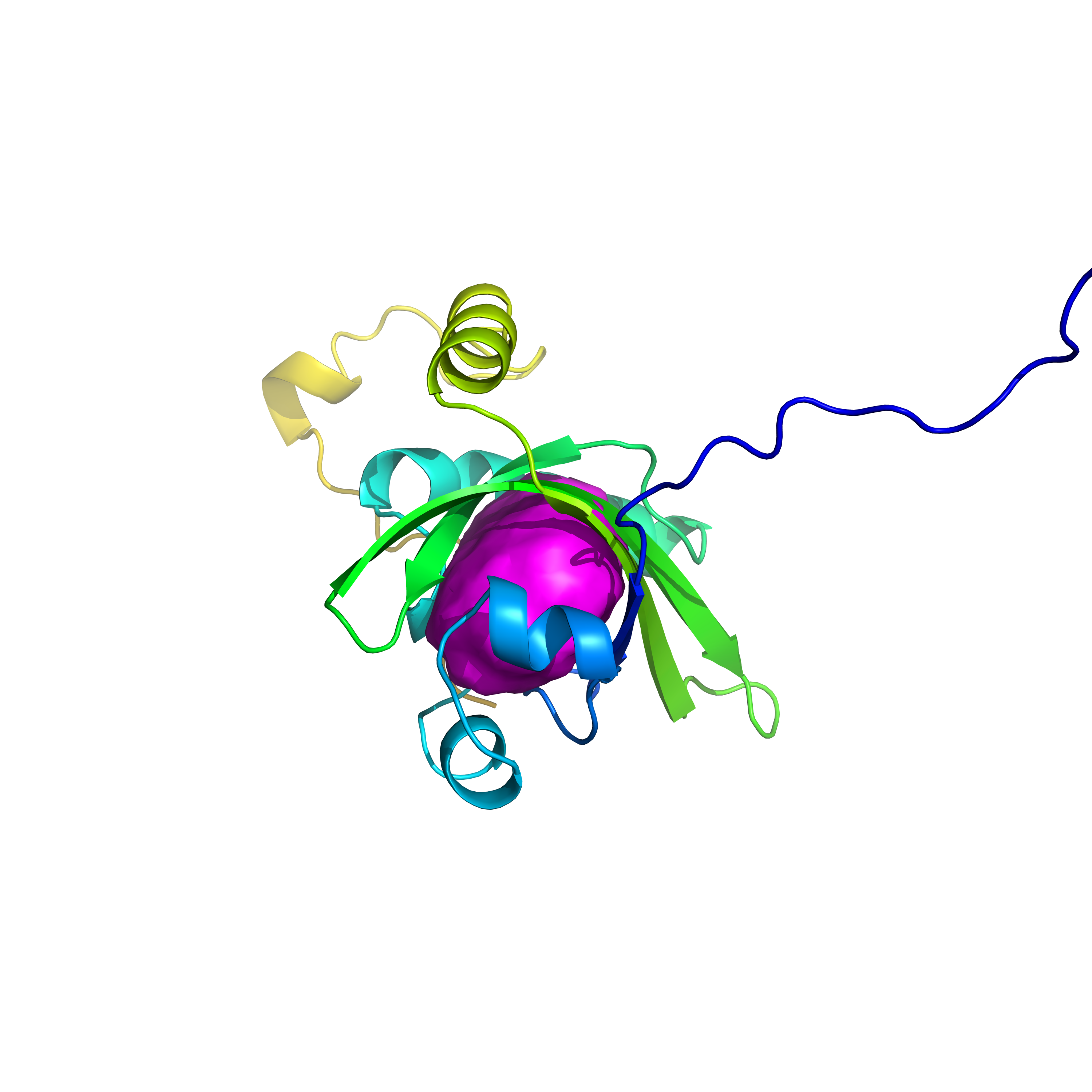 aryl hydrocarbon receptor